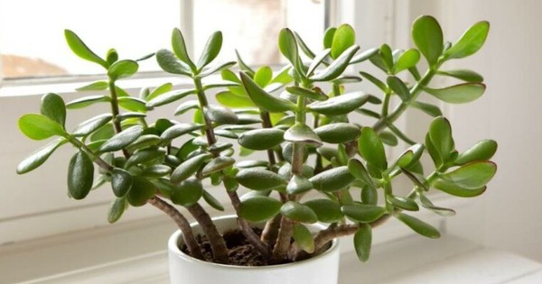 3 loại cây 'giữ của', 'hút' tài lộc nên trồng trong năm Bính Ngọ