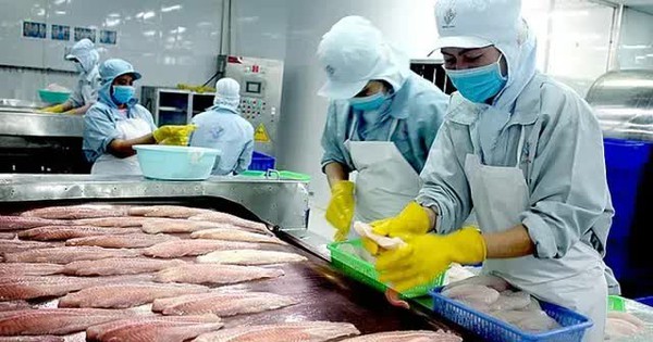 Giá cá tra lập đỉnh