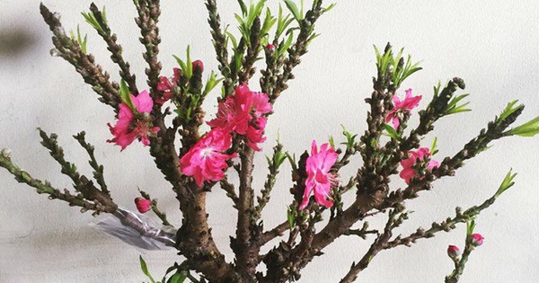 Việt Nam có "vua đào Tết" cực quý hiếm: Không phải đào huyền, đào chuông, được ví như sản vật tiến Vua