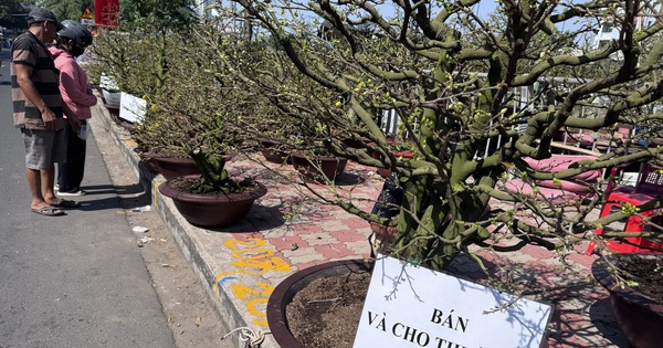 Tết này, cho thuê mai không còn “hốt bạc”