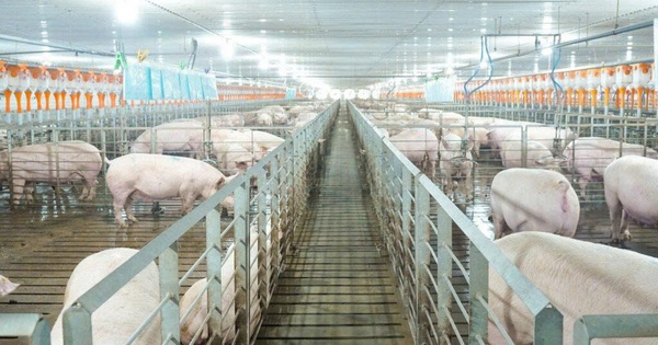 Các 'ông lớn' ngành chăn nuôi kinh doanh ra sao trong năm 2025?