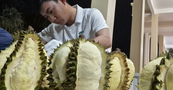 Cú lội ngược dòng của sầu riêng Việt