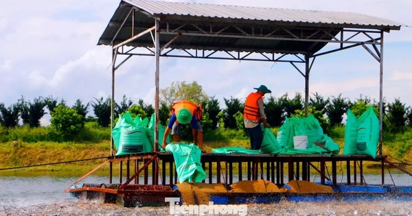 Thấy gì từ kỷ lục xuất khẩu thủy sản 11 tỷ USD?