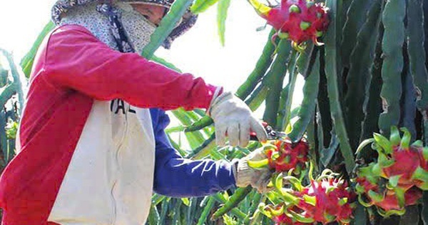 Thanh long Tây Ninh ngày Tết "ngọt" nhưng vẫn nặng nỗi lo