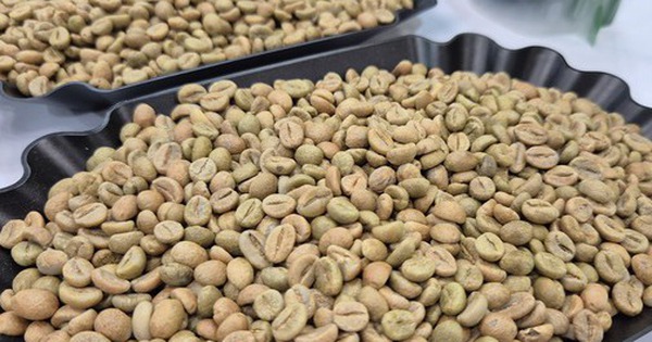 Giá cà phê hôm nay 20-2: Lại giảm bất ngờ