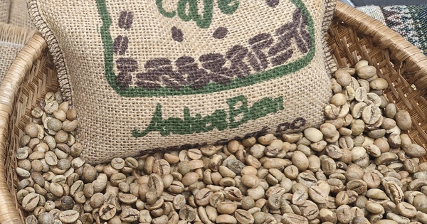 Giá cà phê hôm nay 23-2: Dự báo từ Tổ chức Cà phê quốc tế