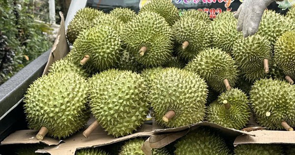 Giá sầu riêng đầu năm cao ngất ngưởng