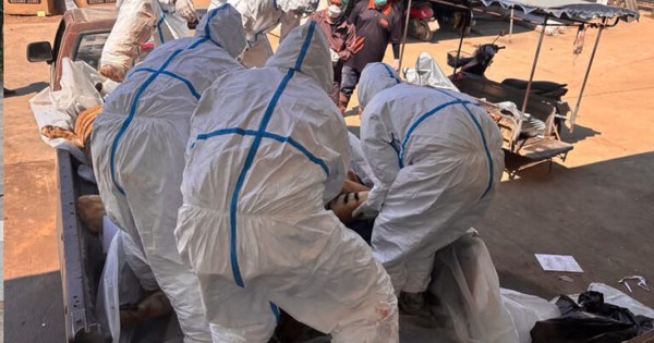 72 con hổ chết vì dịch bệnh tại Thái Lan, 108 người từng tiếp xúc đang được theo dõi sức khỏe