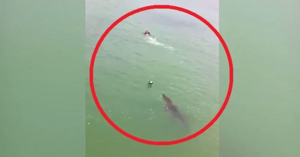 Bơi tại khu dự trữ sinh quyển, nam thanh niên bất ngờ bị "thủy quái" dài 3m truy đuổi