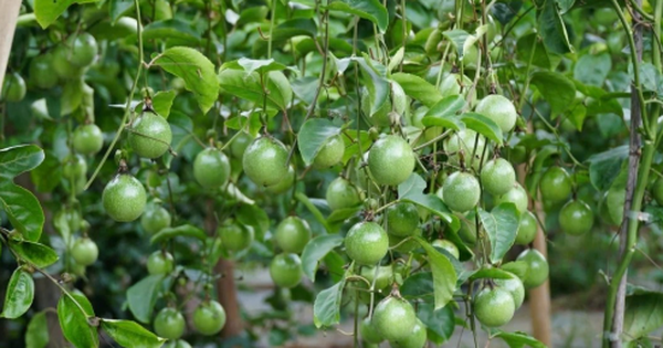 'Tin vui 500 triệu USD' từ châu Âu vừa báo về