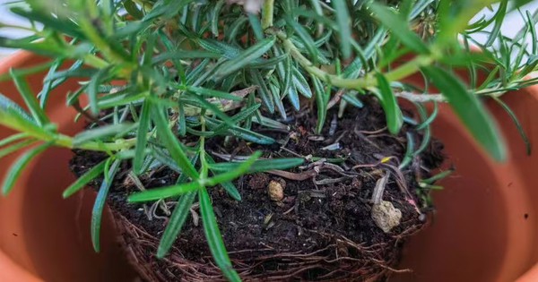 Sai lầm khi trồng cây trong chậu khiến cây nhanh chết: Người mới rất dễ mắc phải