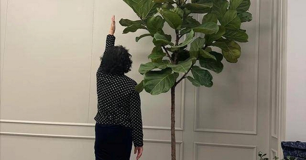 Người xưa dặn "Cây âm không vào nhà, cây dương không trồng mộ": Nghe thì tâm linh nhưng sự thật lại vô cùng khoa học!