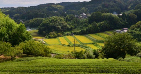 Buồn của nền kinh tế lớn thứ 4 thế giới: Matcha bùng nổ toàn cầu nhưng canh tác lại gặp khó, giá trà tăng đến 86%