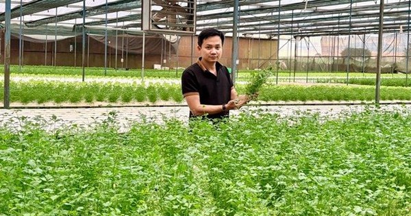 Chàng trai bỏ phố về quê trồng rau, doanh thu gần 20 tỷ/năm, cung ứng cho loạt siêu thị lớn như Co.opmart, VinMart, Aeon