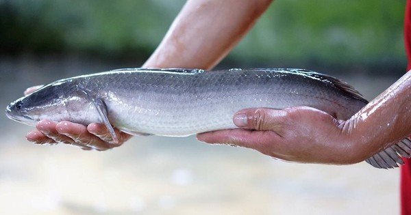 Anh nông dân biến cát trắng thành 'mỏ vàng' thu lãi 3 tỷ mỗi năm từ loài cá hiền lành ham ăn