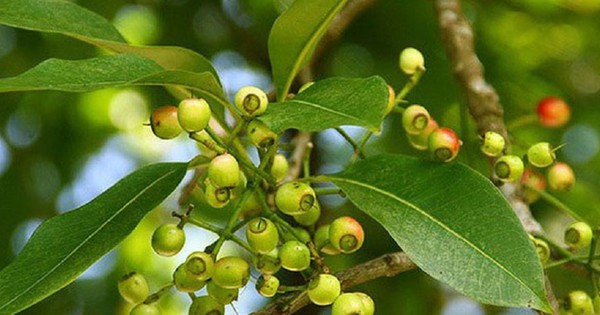 Độc quyền sáng chế: Các nhà khoa học Việt Nam tạo ra dấu ấn từ lá vối