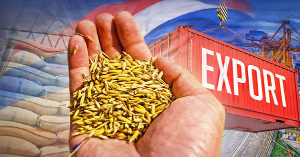 Xuất khẩu gạo Thái Lan lo 'chạm đáy' 5 năm: Vì một chỉ số cao nhất thế giới, gấp rưỡi Việt Nam, Campuchia