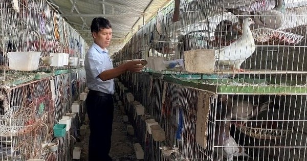 Người đàn ông Nghệ An thu 1,4 tỷ đồng/năm từ loài chim "nhàn hạ", nhiều chất bổ