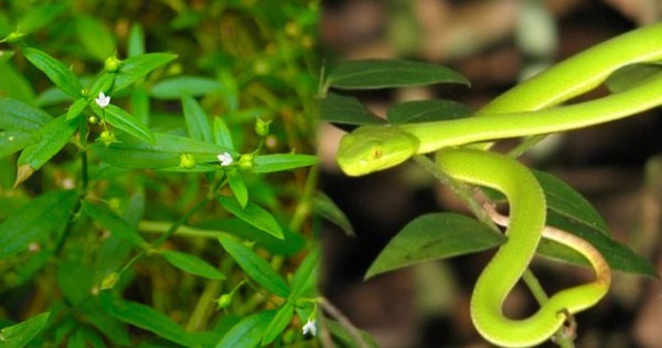 5 cây dụ rắn vào nhà