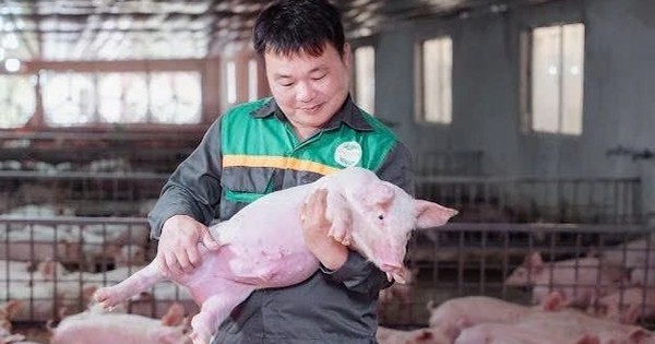 Giám đốc ở Tuyên Quang cho một thứ đặc biệt vào thức ăn nuôi heo, giúp HTX lọt top 10 doanh thu chăn nuôi cả nước