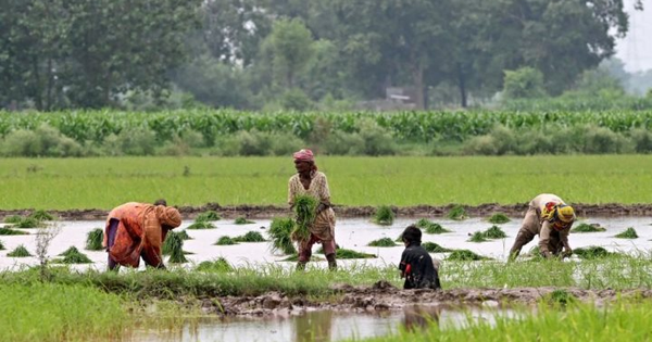 Xuất khẩu gạo của một ông lớn châu Á bất lao dốc hơn 40% vì Ấn Độ - có còn sức đối đầu Thái Lan, Việt Nam?