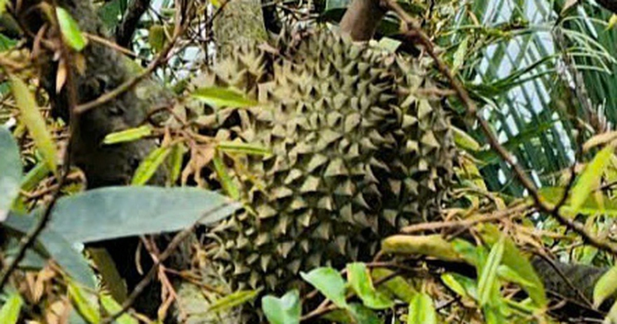 Vì sao giá sầu riêng 'nhảy múa' ngay những ngày đầu tháng giêng?