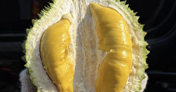 Giá sầu riêng Musang King rẻ đến bất ngờ