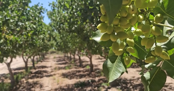 Đắt hơn sầu riêng, một loại nông sản của Việt Nam bất ngờ xuất khẩu bùng nổ ngay đầu năm