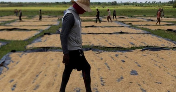 Đang sấy thì mất điện: 1.000 tấn lúa ở Cuba đối diện nguy cơ hư hỏng, chuyên gia Việt "chữa cháy" bằng vật dụng nhà nông nào cũng có