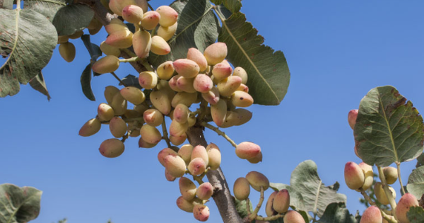 Đắt hơn sầu riêng, Việt Nam bất ngờ thu về hơn 100 triệu USD từ loại quả không tự trồng được, đã tiêu thụ khắp thế giới trong 8.000 năm qua