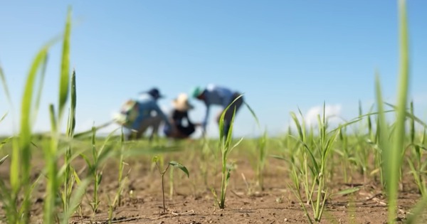 Mang một thứ sang Cuba, kỹ sư Việt khiến nông dân "không tin nổi"