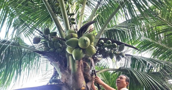 Từng trắng tay vì cà phê, lão nông 70 tuổi "đổi vận" lãi nửa tỷ mỗi năm từ 6 triệu đồng vốn vay ngân hàng