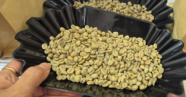 Giá cà phê hôm nay 4-3: Quay đầu giảm, Trung Quốc tăng mua cà phê
