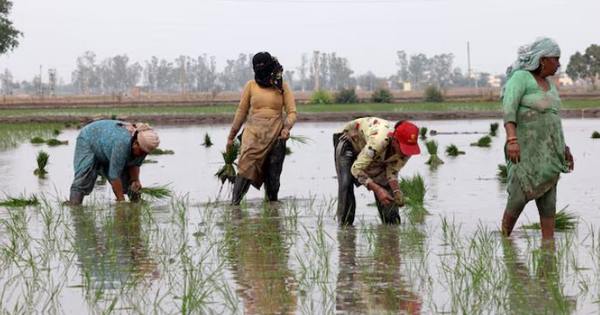 Ông trùm xuất khẩu gạo lớn nhất thế giới đón sóng gió: Hơn 400.000 tấn gạo ùn ứ tại các cảng, chi phí vận chuyển tăng vọt