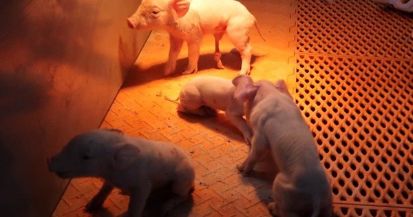 Cận cảnh khách sạn 26 tầng không dành cho người: Câu chuyện Trung Quốc muốn xuất khẩu mô hình nuôi lợn sang ĐNÁ