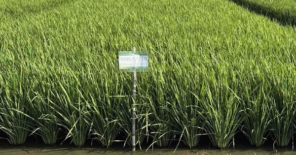 Giống lúa ĐNÁ ngon hàng đầu thế giới, mang đặc tính "quý hơn vàng": Vị thế ra sao so với ST25?