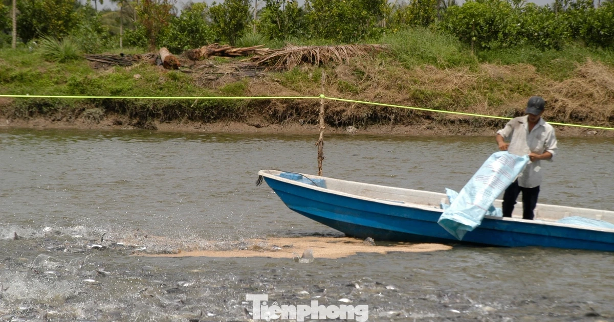 Giá cá tra tăng kỷ lục, vì sao người nuôi vẫn 'treo ao'?