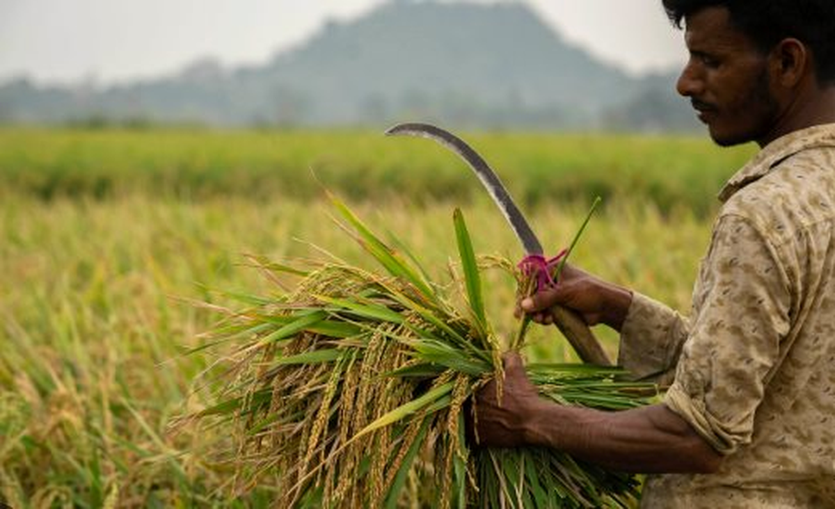 Hơn 3.000 container gạo mắc kẹt tại các cảng, một quốc gia châu Á kêu gọi hỗ trợ từ chính phủ