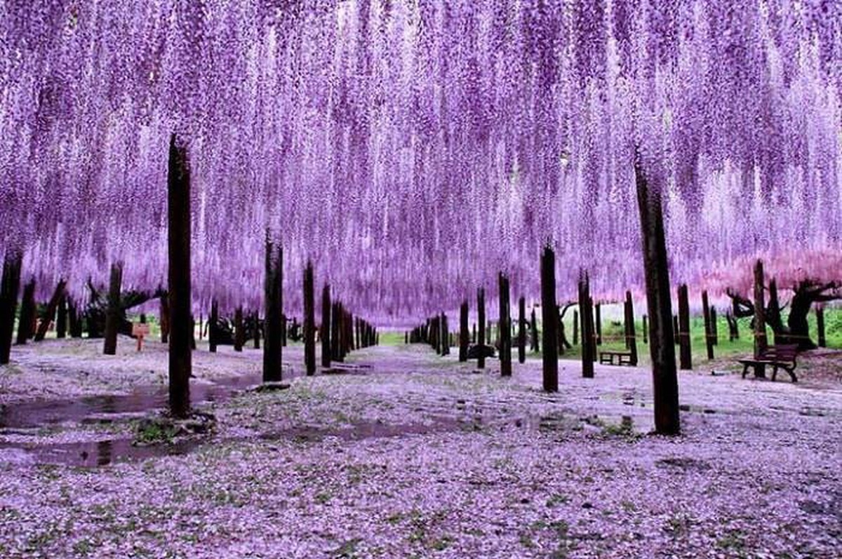 Bất chấp thị trường lên hay xuống, một cổ phiếu âm thầm tăng trần 15 phiên liên tiếp, thị giá nhân 3