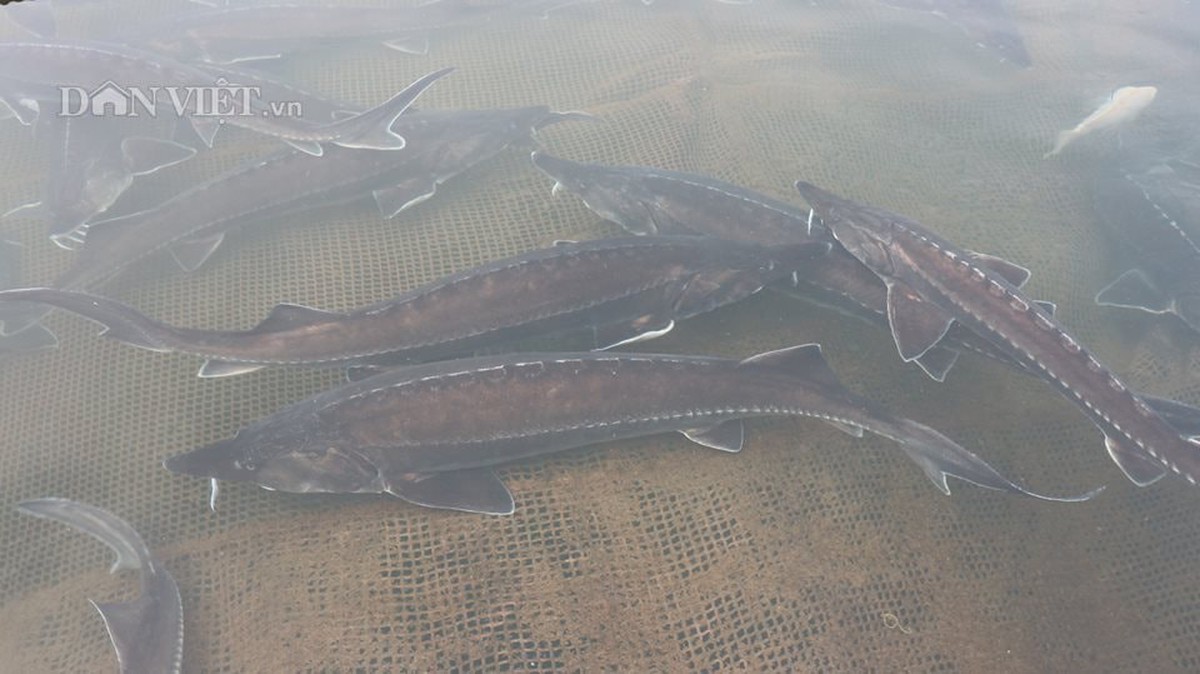 Lão nông Đắk Nông thu 1,8 tỷ đồng từ nuôi loài 'thủy quái' râu dài, không xương, không vảy