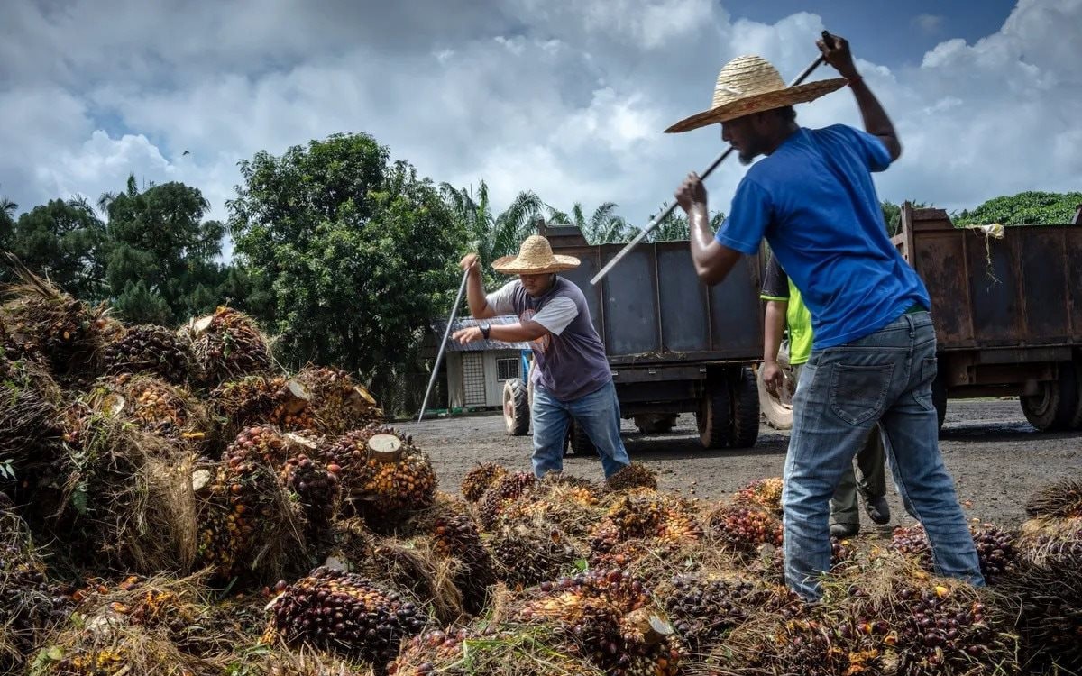 Xăng, dầu tăng giá chóng mặt, loại dầu được coi là 'nhiên liệu tương lai' này có lên ngôi?