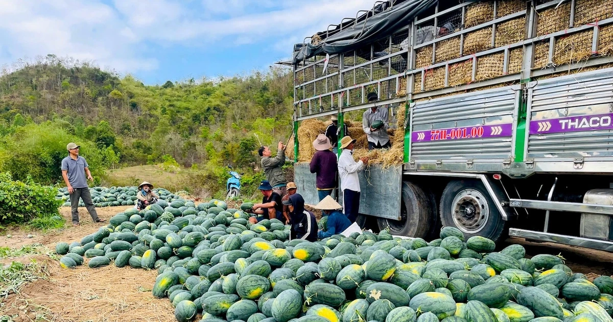 Dưa hấu rớt giá thê thảm, cắt lỗ 1.000 đồng/kg