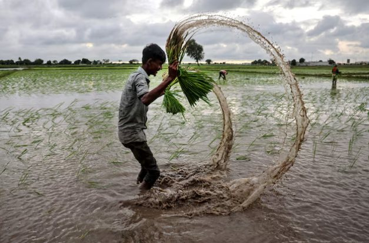 Buồn của quốc gia nhập khẩu 2 triệu tấn gạo: Gần 90 nhà máy xay xát phải đóng cửa, chuyện gì đang xảy ra?