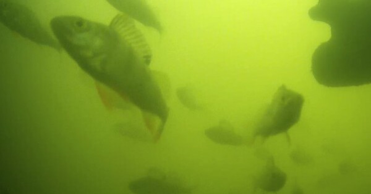 Hàng triệu người trên thế giới đang háo hức theo dõi đàn cá bơi qua bơi lại ở Hà Lan: Lý do rất thú vị và quan trọng