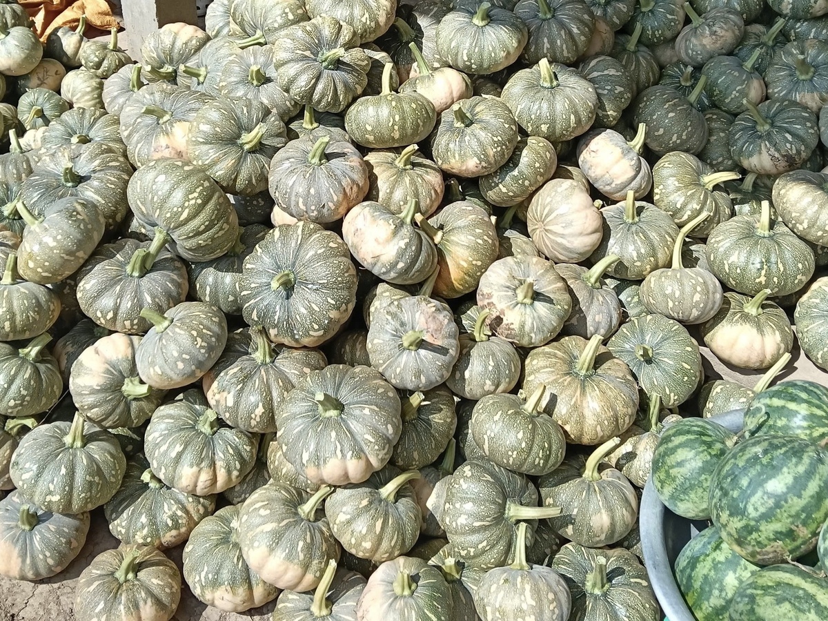 Hàng trăm tấn bí đỏ quá lứa chờ thu hoạch, Hội Nông dân Cà Mau kêu gọi giải cứu