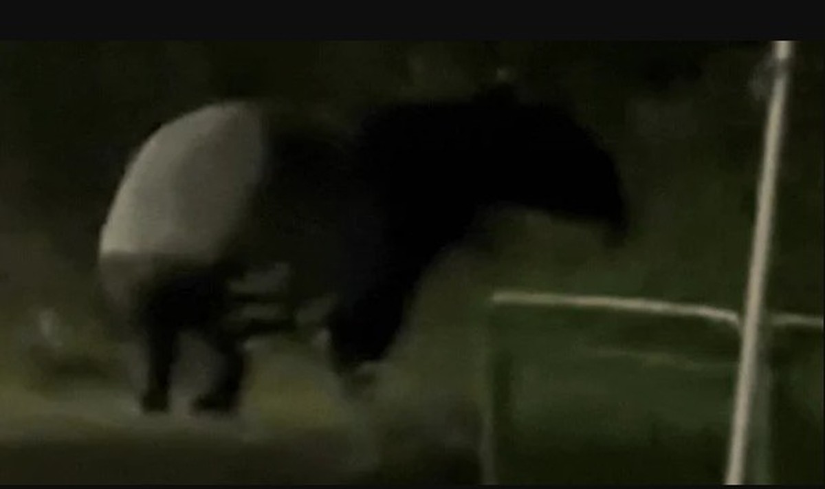 "Quái thú" có bước đi 'vang như tiếng vó ngựa' xuất hiện giữa phố, chuyên gia hé lộ: Chỉ còn 2.500 cá thể