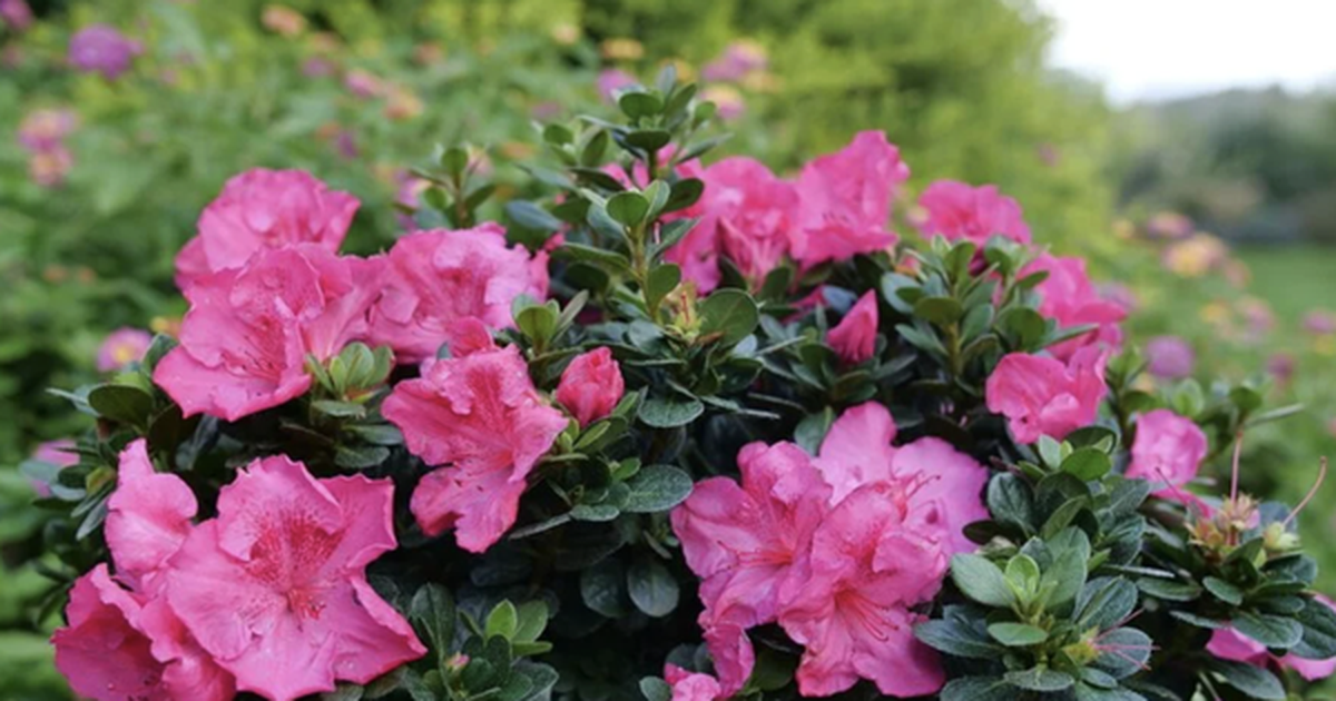 Loại cây nên trồng ngay bây giờ: Đẹp thanh lịch, ấn tượng "suốt đời"