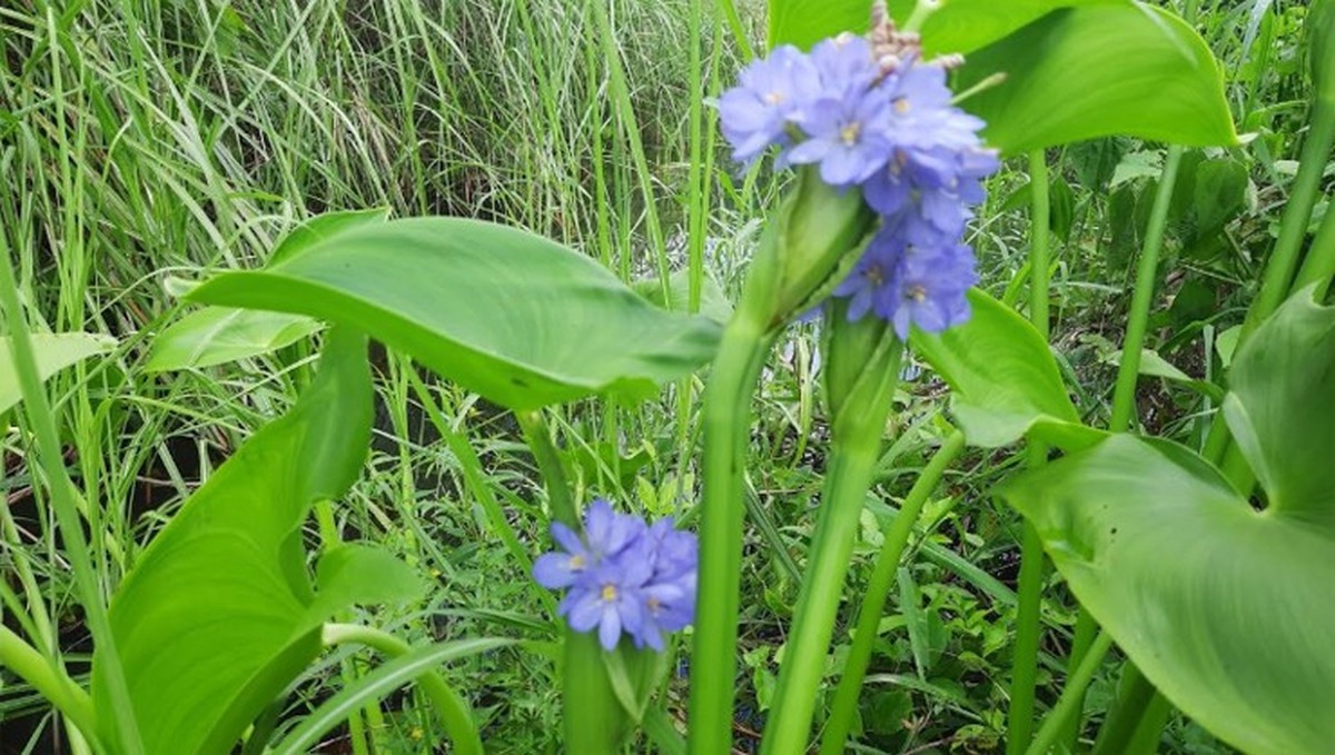 Cây rau mọc dại từng là thức ăn cho lợn, nay lên hàng "đặc sản", thậm chí giúp nông dân đổi đời