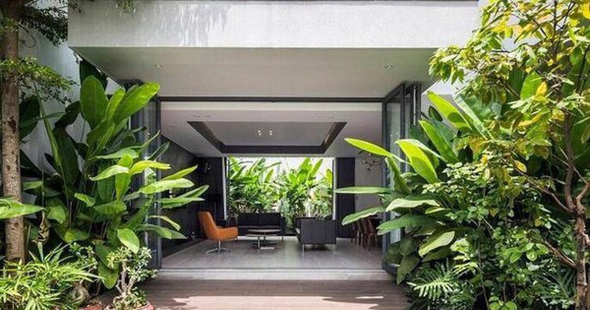 3 loại cây đừng trồng trước hiên nhà: Dễ mang vận xui và hao tài