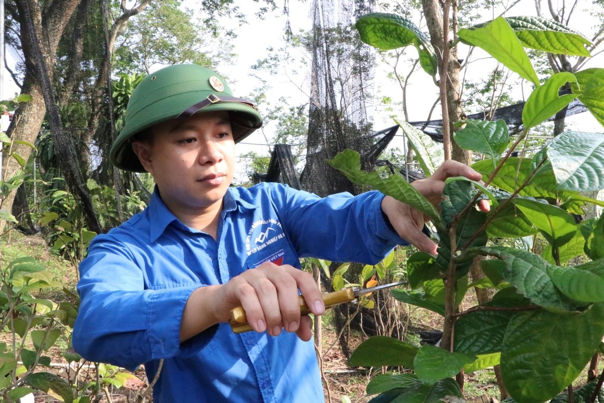 Sở hữu hơn 1ha loại cây trốn nắng ra "vàng", chàng trai trẻ ở Phú Thọ thu lãi hàng tỷ đồng